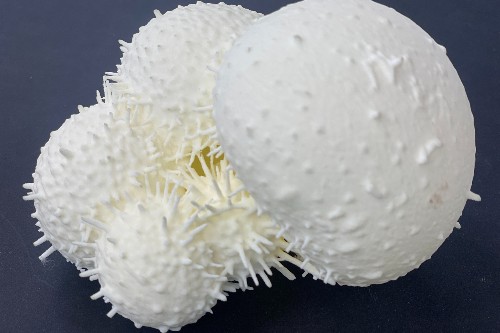 Enlarged 3D model of a marine plankton specimen.